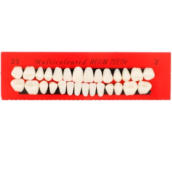 1 db 28 db-os készlet Fogászati fog modell Állandó fogak modell kijelző Fogak modell Gyanta fogak tanítása Kellékek Emberi fogak modell