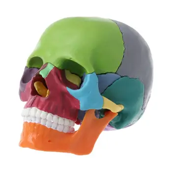 15db/szett Szétszerelt színes koponya anatómiai modell Levehető orvosi Teachi