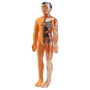 3D Emberi test anatómiai modell Gyermekek műanyag DIY csontváz játék tudomány Korai tanulási segédeszközök Oktatási játékok